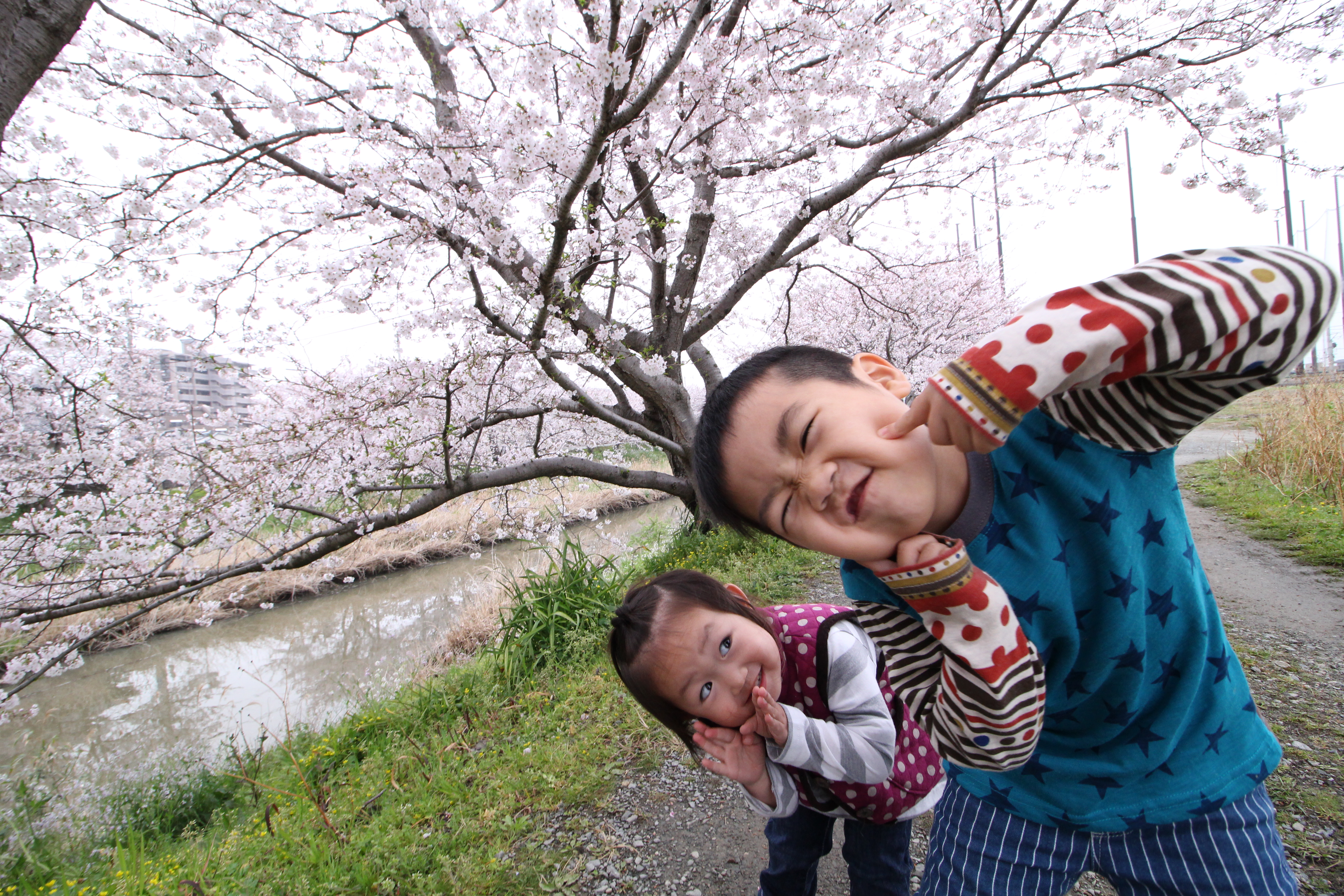 【糸島観光】桜の名所？